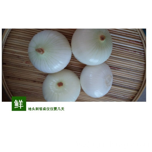 Wholesale Price Fresh Red Yellow White Onion